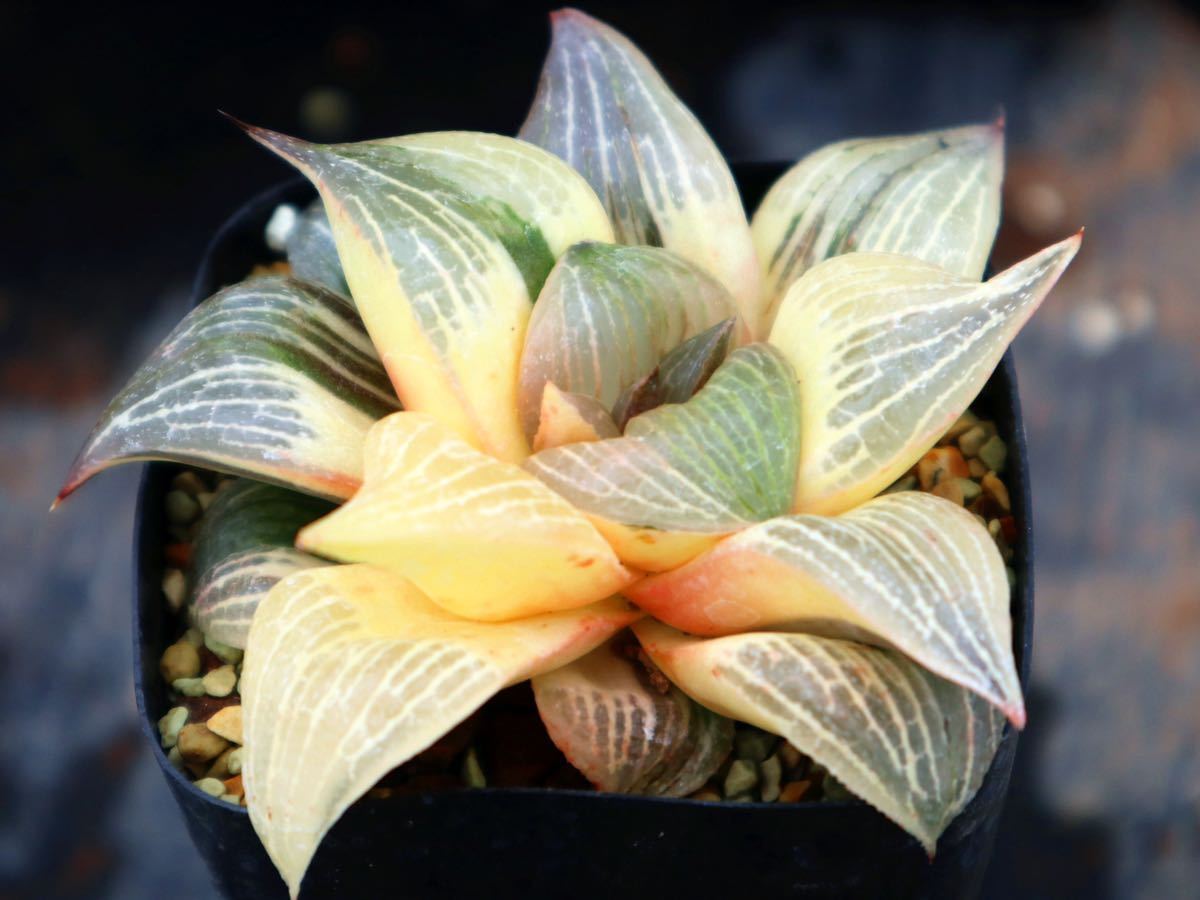 ハオルチア 大久保コンプト交配錦　_7