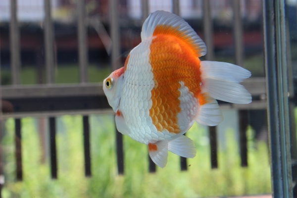 玉サバ 3歳(2019) オス 画像の1匹 1週間お取り置き可 短尾 普通鱗 