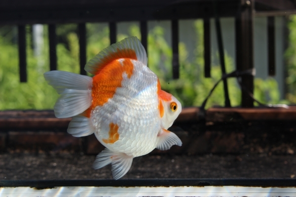 玉サバ 3歳(2019) オス 画像の1匹 1週間お取り置き可 短尾 普通鱗 