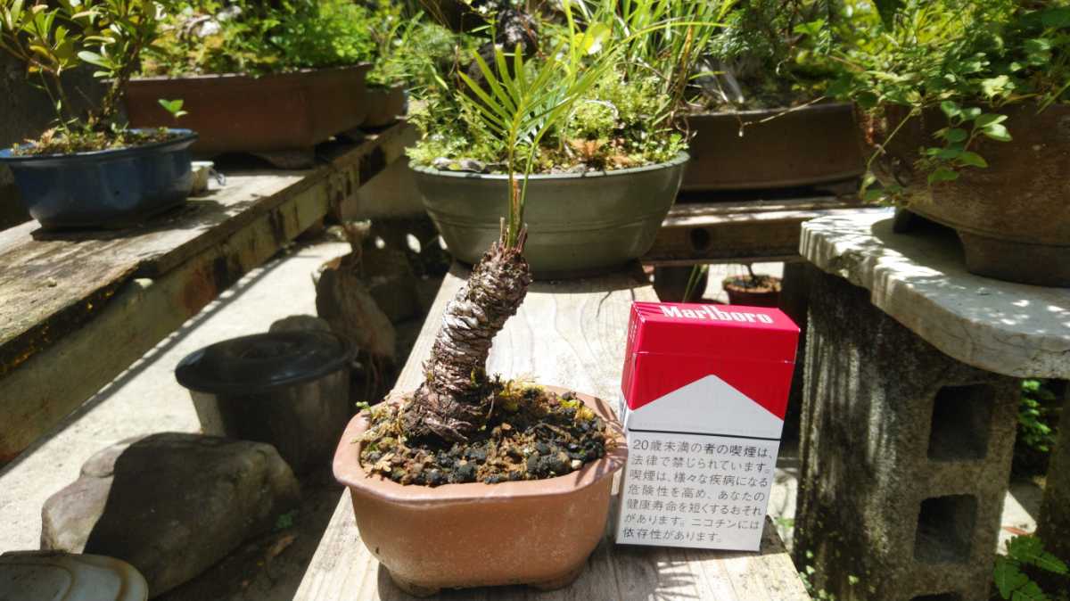 姫ソテツ 奄美大島産 多頭 盆栽 - 奄美大島産蘇鉄 現品発送奄美姫蘇鉄(