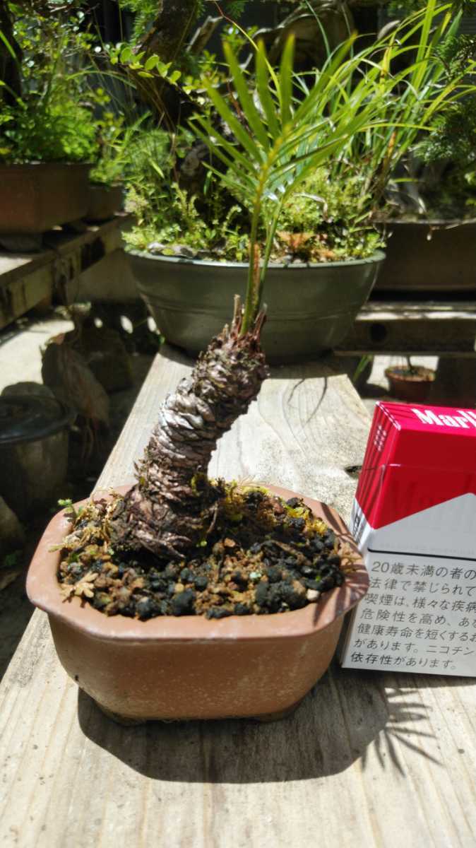 姫ソテツ 奄美大島産 多頭 盆栽 - 奄美大島産蘇鉄 現品発送奄美姫蘇鉄(
