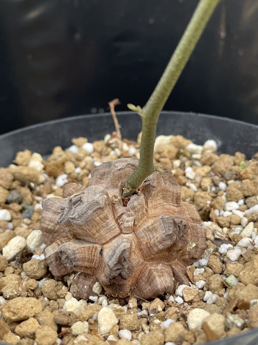 送料無料 2 アフリカ亀甲竜 約4.9cm 美株 Dioscorea elephantipes 