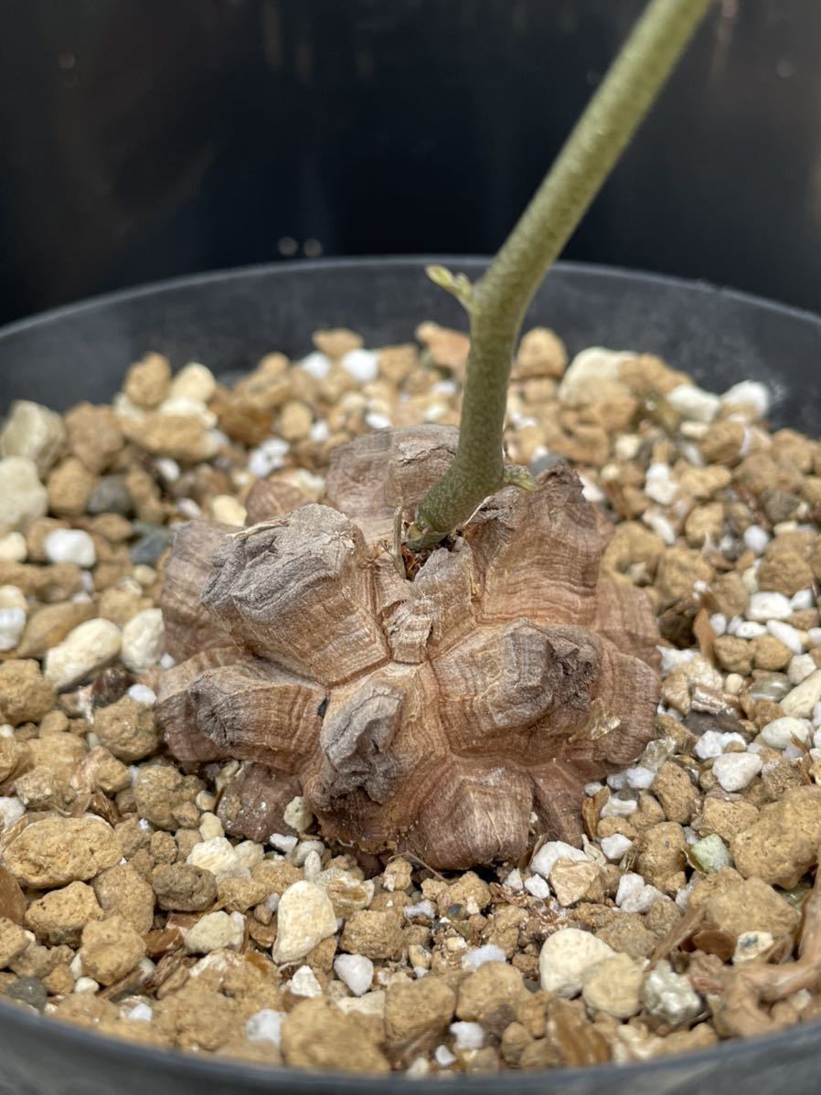 亀甲竜 完璧美株 16cmぐらい 鉢そのまま発送 亀甲竜 完璧美株 16cmぐらい 鉢そのまま発送 亀甲竜 完璧美株 16cm