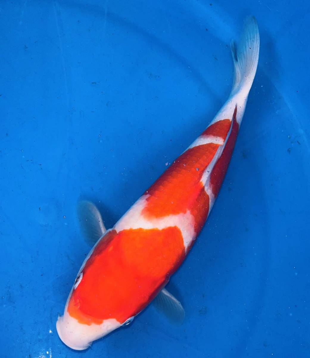 早期　立て鯉分譲　大日紅白　当才　２１ｃｍ　丸天模様の美鯉！　４月初旬の発送　または　泥池預かり可 昭和三色 明け2歳 錦鯉 ドイツ ヒレナガ 大日養鯉場