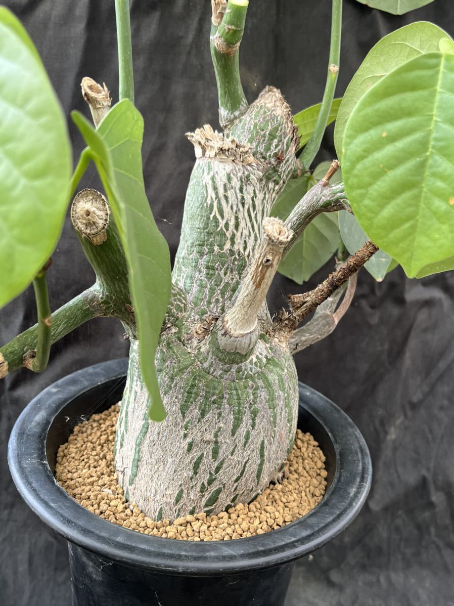 ☆サボテン・多肉植物☆802☆ ボンバックス （プセウドボンバックス