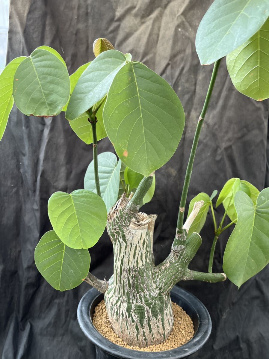 ☆サボテン・多肉植物☆802☆ ボンバックス （プセウドボンバックス