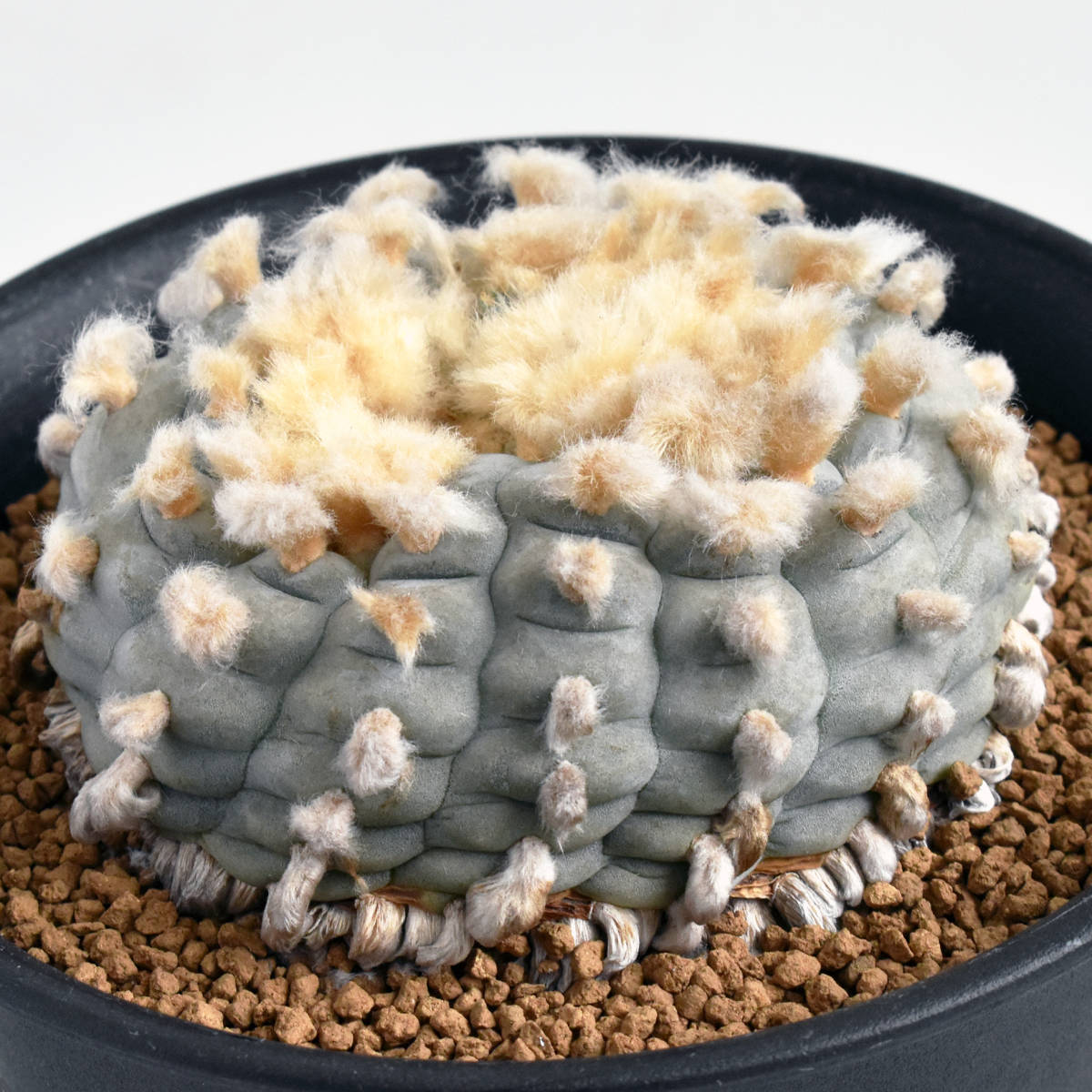 烏羽玉 サボテン 育て方 ロフォフォラ サボテン Lophophora williamsii