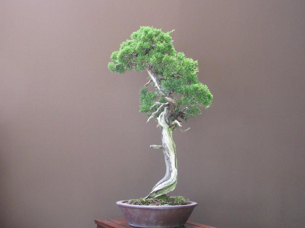 真柏盆栽」極古・シャリ幹/文人木(4-521)