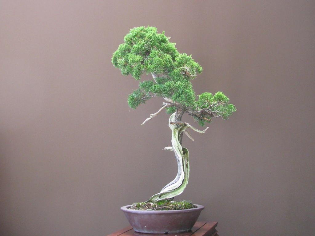 真柏盆栽」極古・シャリ幹/文人木(4-521)