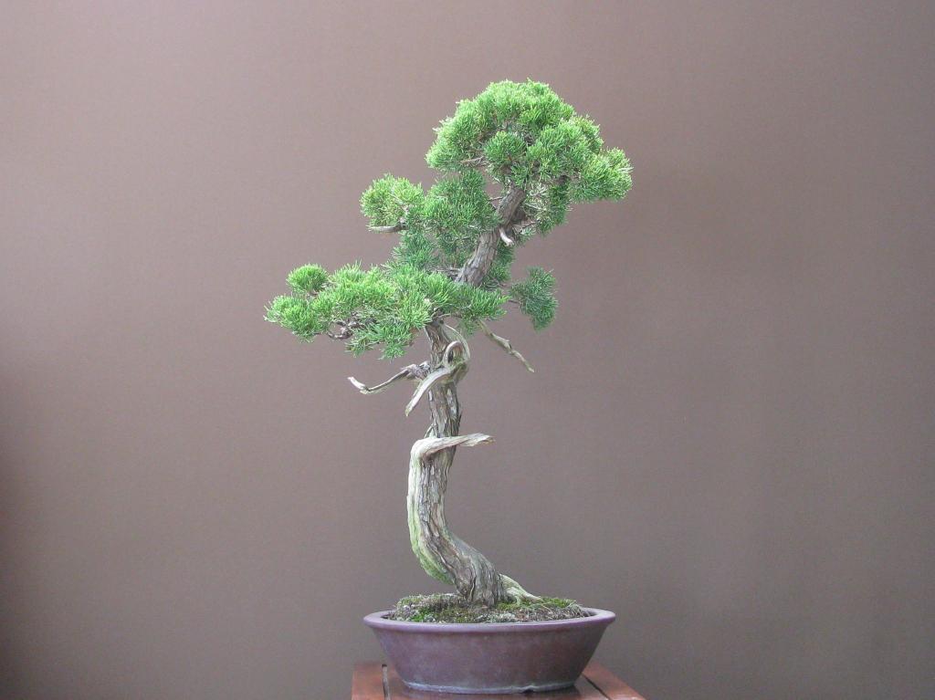 真柏盆栽」極古・シャリ幹/文人木(4-521)