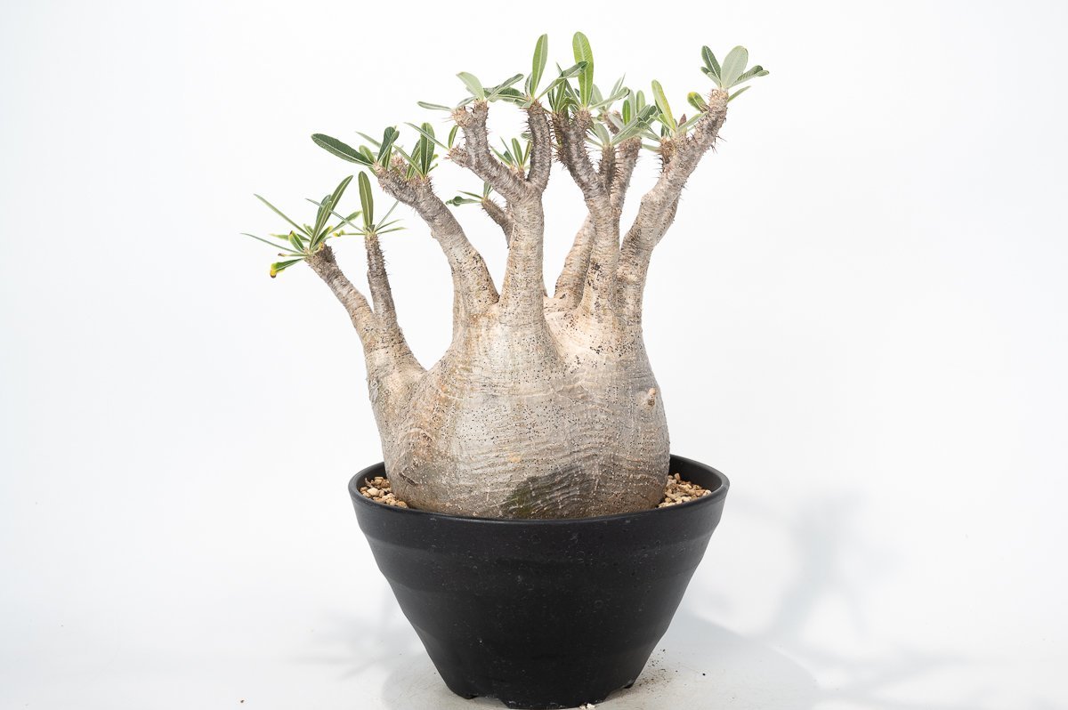 Pachypodium Gracilius - – Graciliusパキポディウム・グラキリス 
