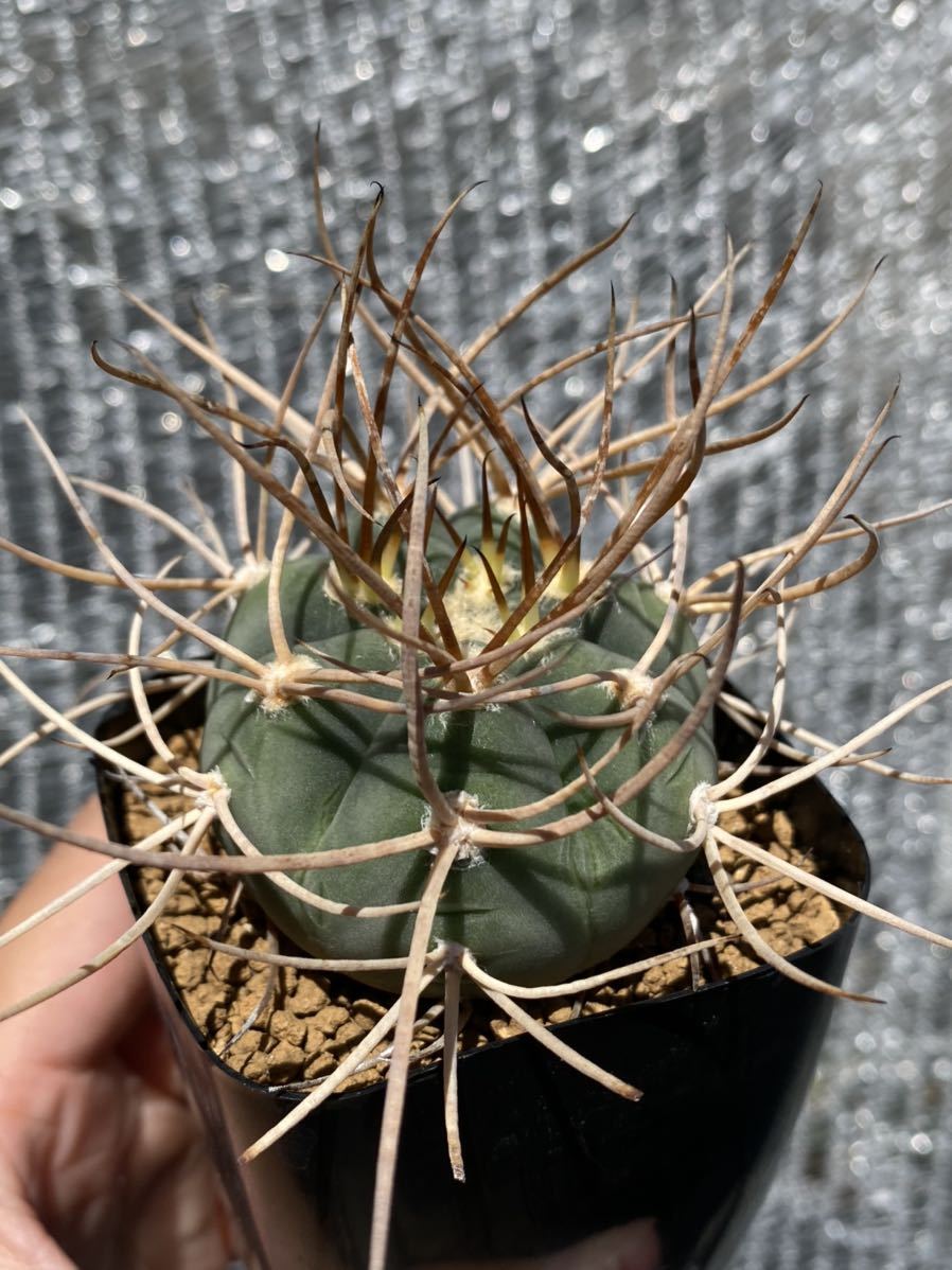 光琳玉 実生 Gymnocalycium ギムノカリキウム サボテン cardenasianum