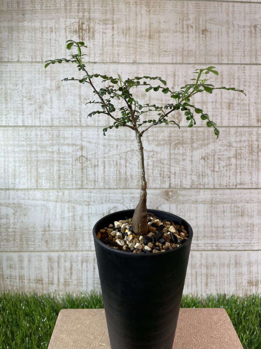 オペルクリカリア ボレアリス 実生株 塊根植物 コーデックス オペルクリカリアボレアリス/コーデックス/塊根植物 オペルクリカリア