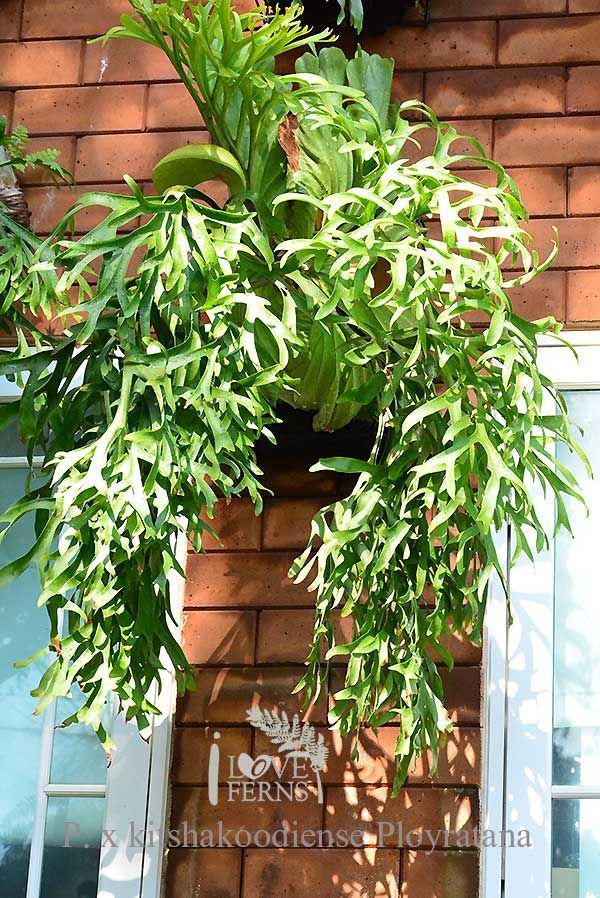 ビカクシダ kitshakoodiense Ploy-Ratana 大株 P. x kitshakoodiense Ploy-Ratana 大株② @bikamori.com ビカクシダ