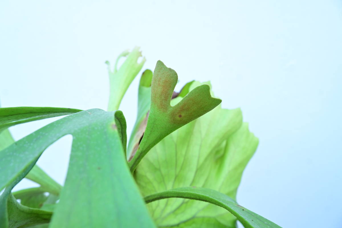 P. x kitshakoodiense Ploy-Ratana 大株② @bikamori.com ビカクシダ 
