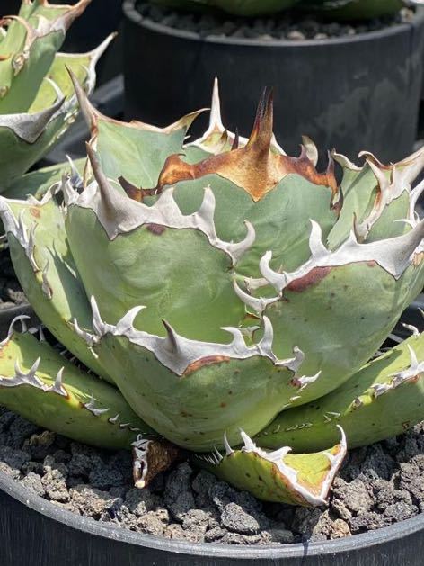 Agave titanota Phoenix アガベチタノタフェニックス 鳳凰 子株 2