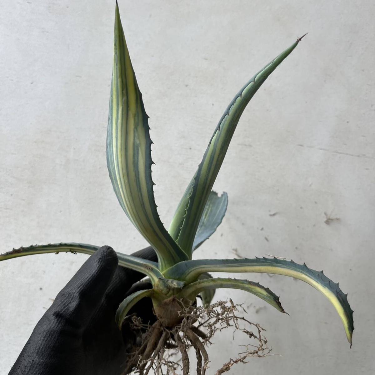 激レア 縞斑 Agave americana variegate アガベ アメリカーナ錦 斑入り