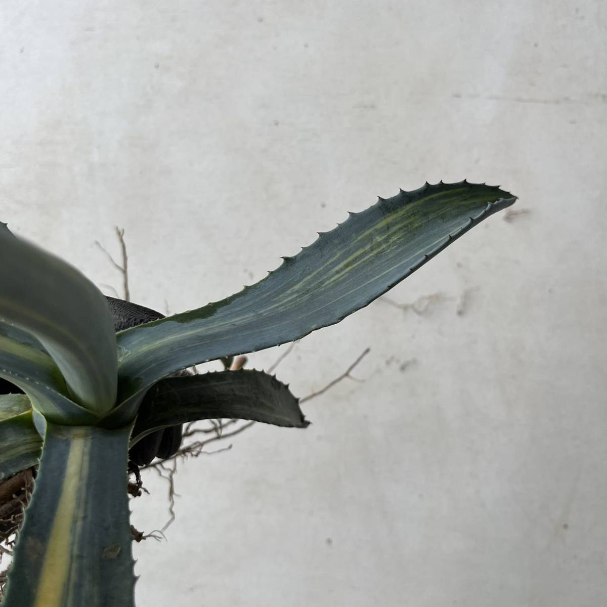激レア 縞斑 Agave americana variegate アガベ アメリカーナ錦 斑入り