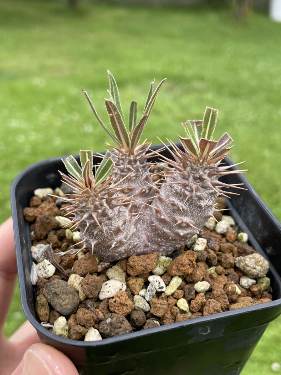 パキポディウム グラキリス 3頭 コーデックス 塊根(サボテン)｜売買 