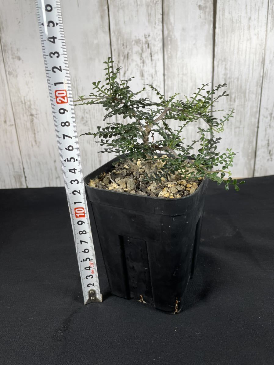 オペルクリカリア パキプス 実生