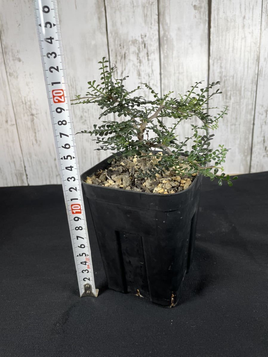 オペルクリカリア パキプス 実生