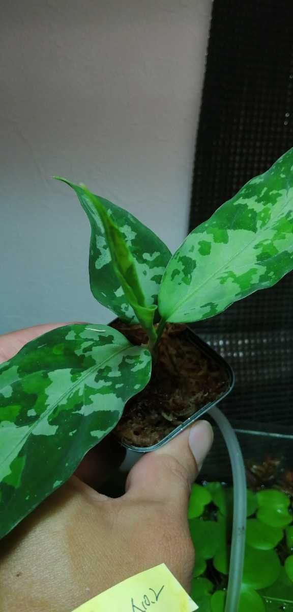 アグラオネマ Aglaonema pictum Aceh Sumatra T-131220-b-6 小株No.2