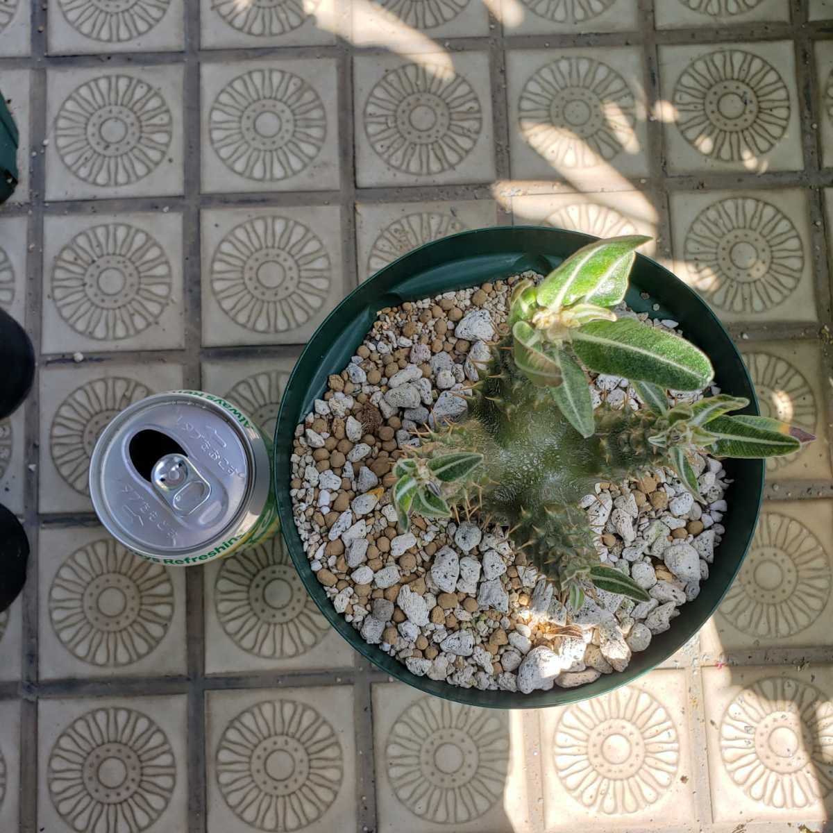 パキポディウム ホロンベンセ 実生 良型 Pachypodium horombense(検索 