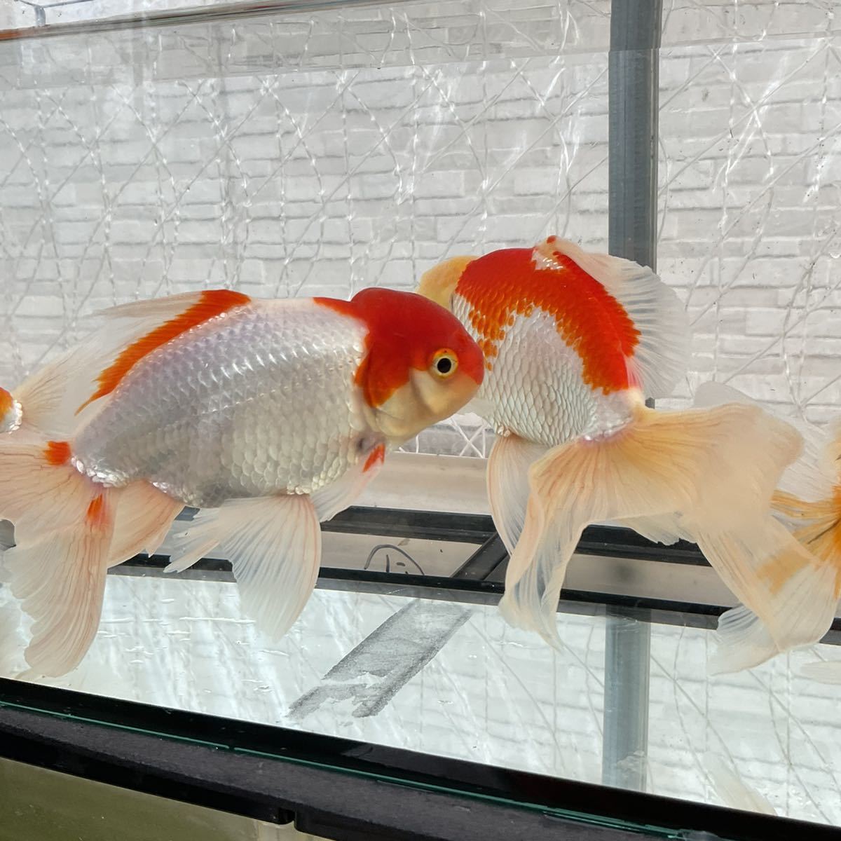 写真現物 極上 ジャンボオランダ獅子頭 二歳魚 メス2匹オス2匹 合計4匹 
