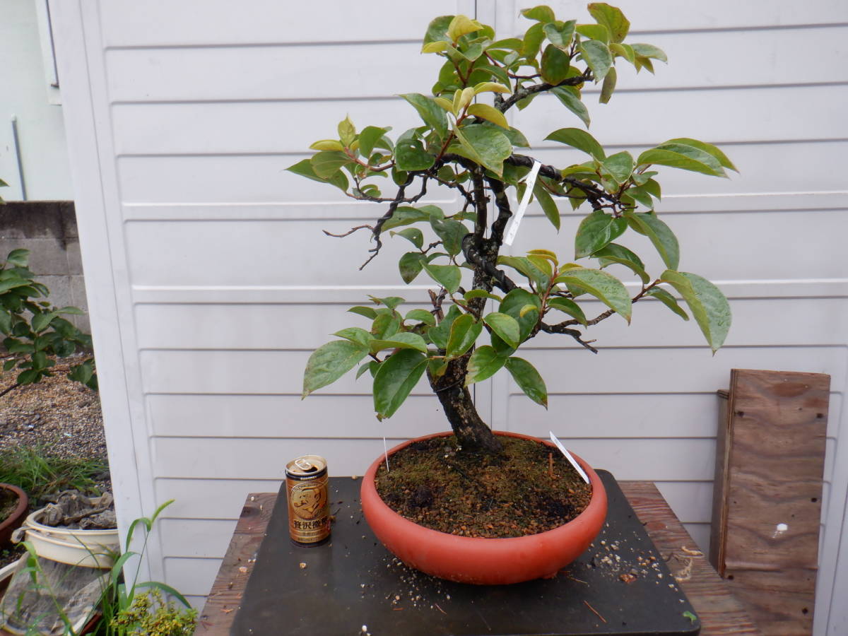BONSAIクラブ ☆山柿（56㎝）☆F-8 Dwarf Bonsai Japanese Special 山柿