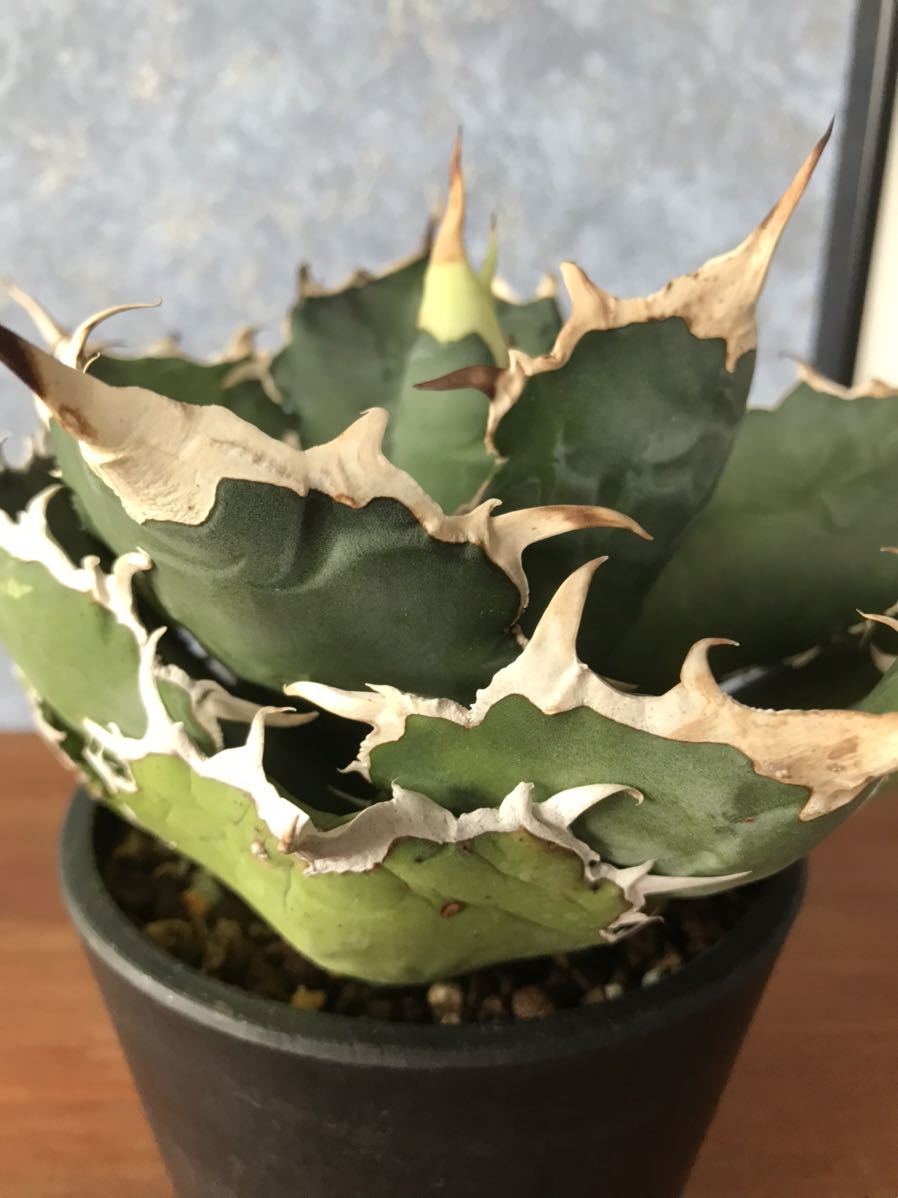 アガベ チタノタ 白鯨 agave 多肉植物 invisible ink SRL アガベ チタノタ 白鯨 agave 多肉植物 invisible ink SRL
