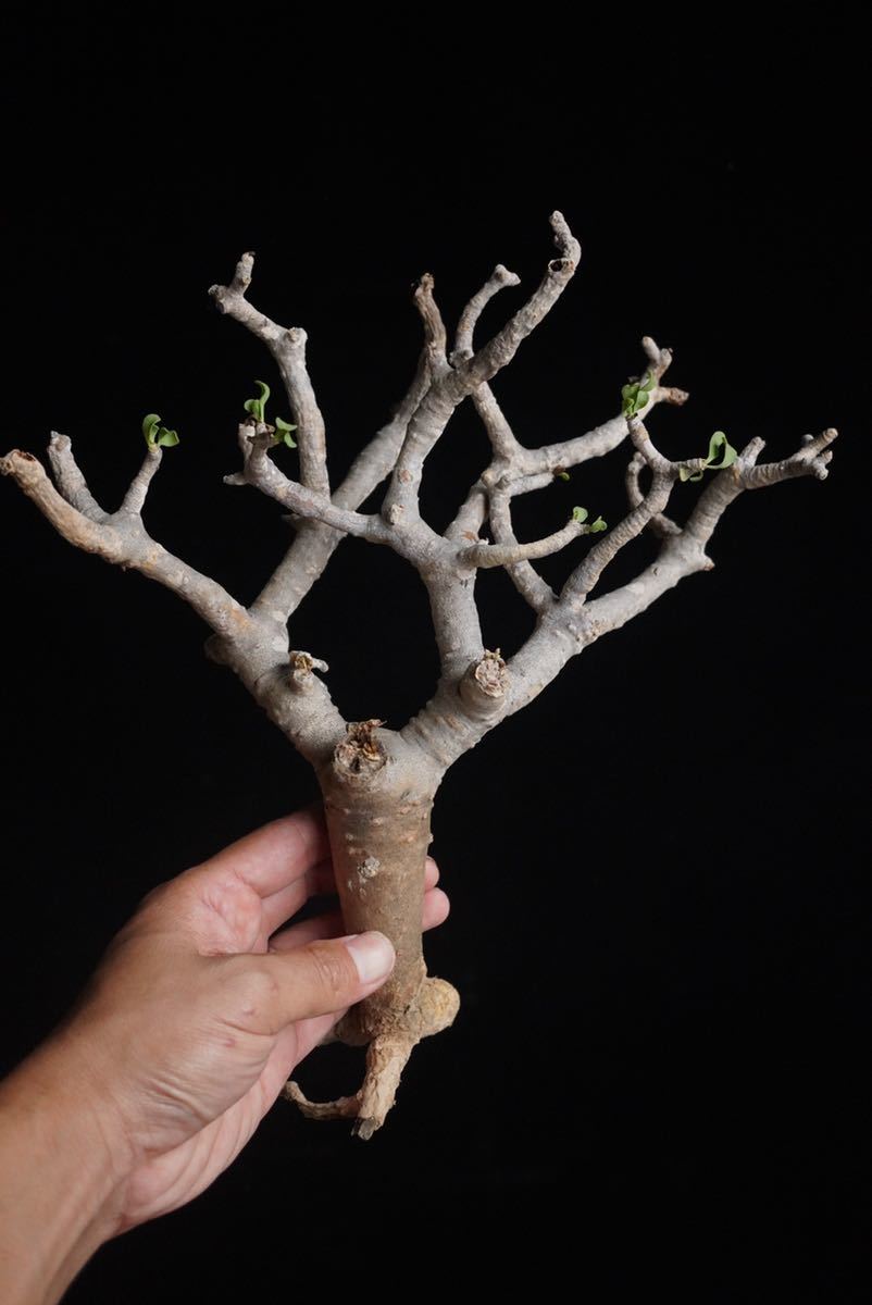 【新作登場，大得価】 4 新入荷 オトンナ フルカタ Othonna Furcata 塊根植物 コーデックス 多肉植物 観葉植物 現地株 未発根(その他)｜売買されたオークション情報、yahooの商品情報をアーカイブ公開 - オークファン その他