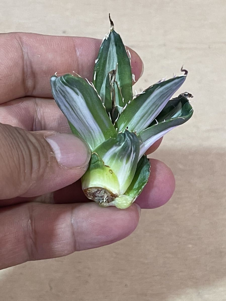 多肉植物 アガベ ホリダ 白中斑稀少子株 ホリダ アガベ - Mediopicta