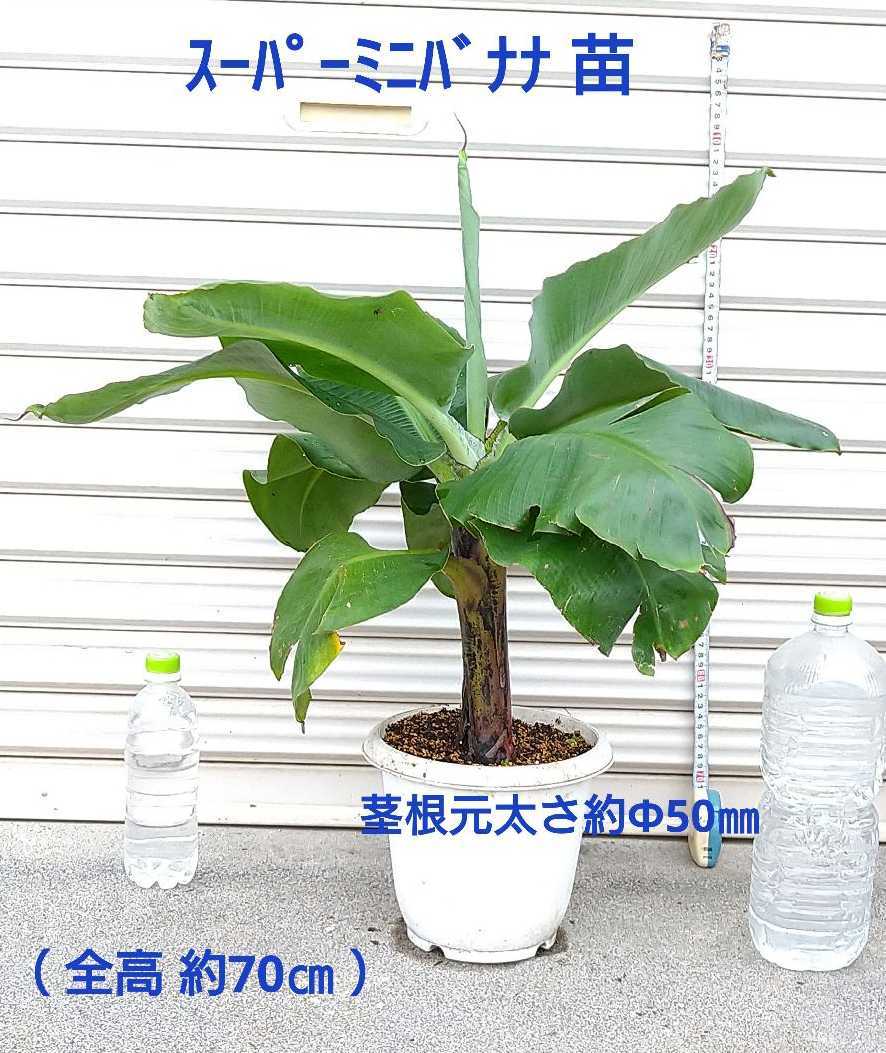 未使用極美品創巧 野々田 江戸火鉢 織部 卓上品 火鉢 - メルカリ