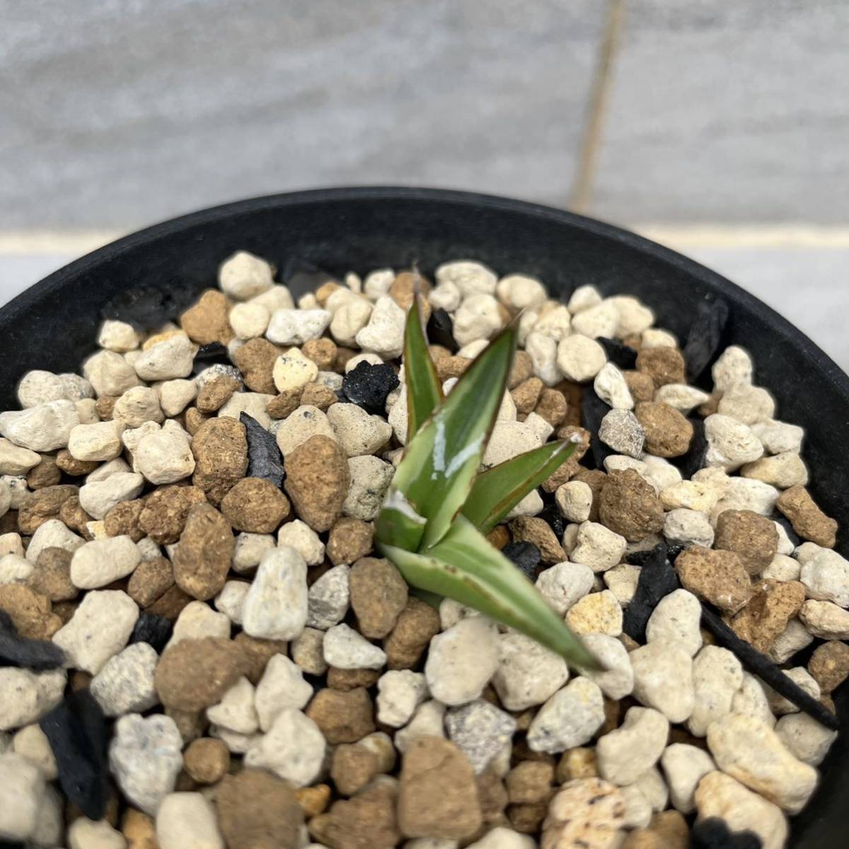 アガベ 笹の雪 白虎斑 カキコ苗 発根済 極氷山 氷嶺 多肉植物(アガベ 