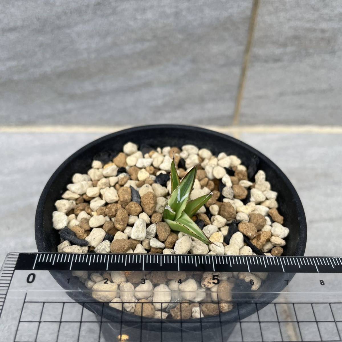 アガベ 笹の雪 白虎斑 カキコ苗 発根済 極氷山 氷嶺 多肉植物(アガベ 