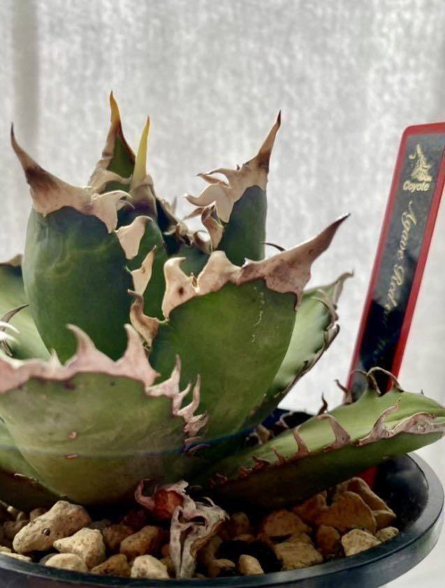 大型ホリダ 検（agave チタノタ チタノータ アガベ 吉祥天 パリー