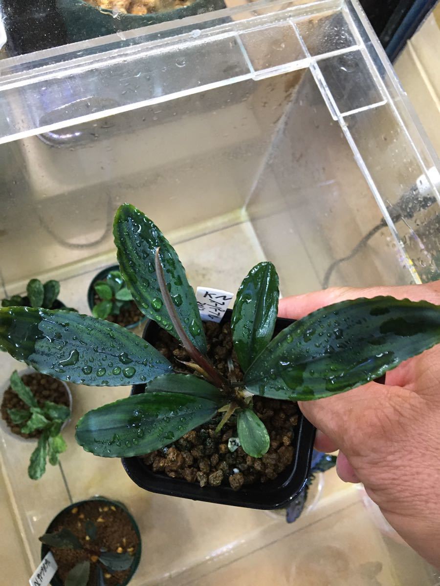 KN便ブセファランドラ sp. スーパーブルー2012増殖株 KN便