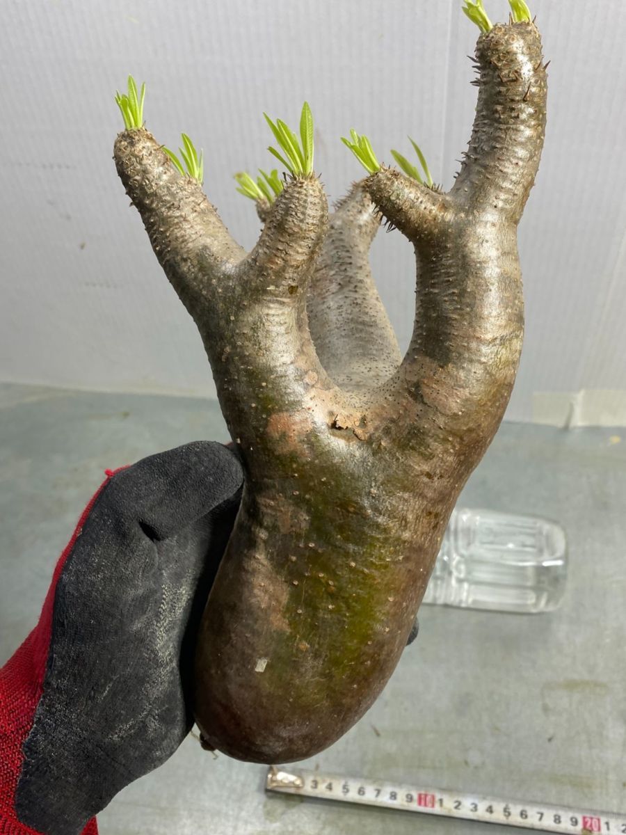  テ6678 現地 パキポディウム イノピナツム 抜き苗 /最新到着 Pachypodium inopinatum 塊根植物 マダガスカル(その他)｜売買されたオークション情報、yahooの商品情報をアーカイブ公開 - オークファン その他
