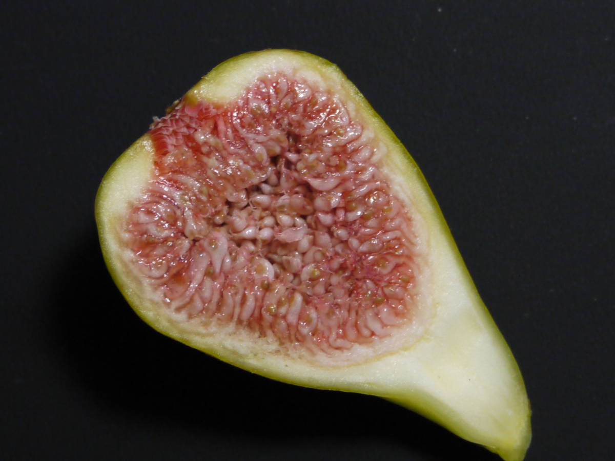 N-33☆Becane☆イチジク（無花果）☆