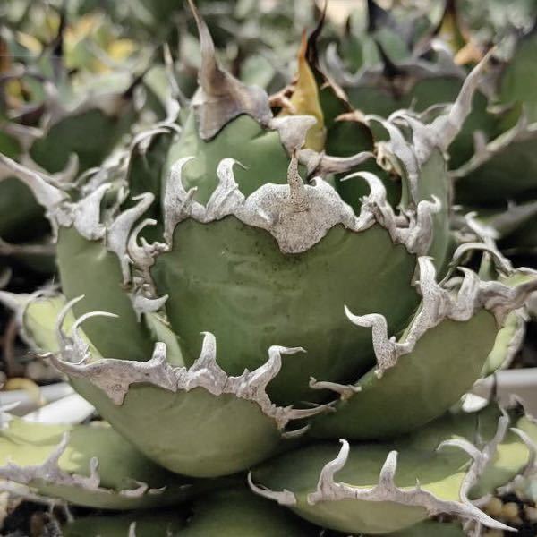 大人気，お買い得】 チタノタ 'シーザー 凱撒' 台湾輸入アガベ agave