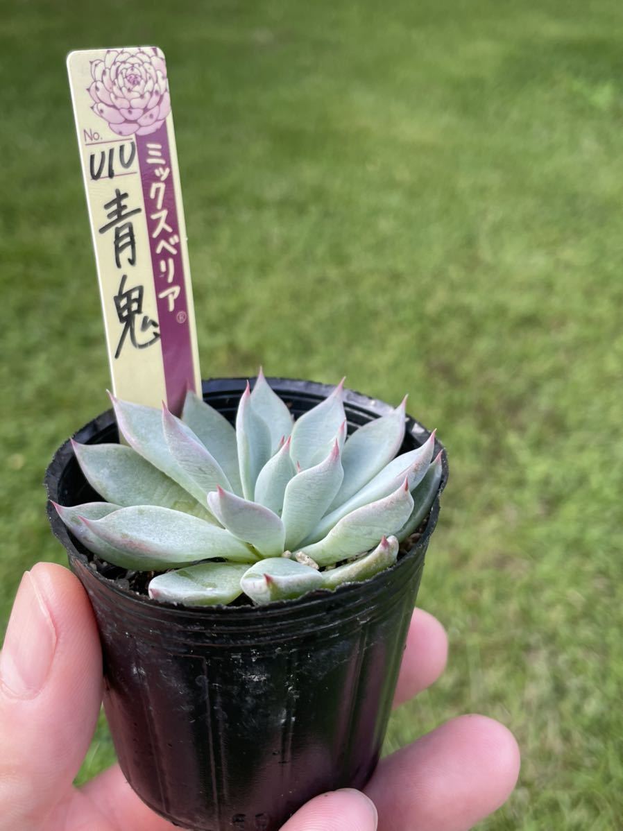 青鬼 札付き ミックスベリア おらいさん苗 エケベリア 多肉植物