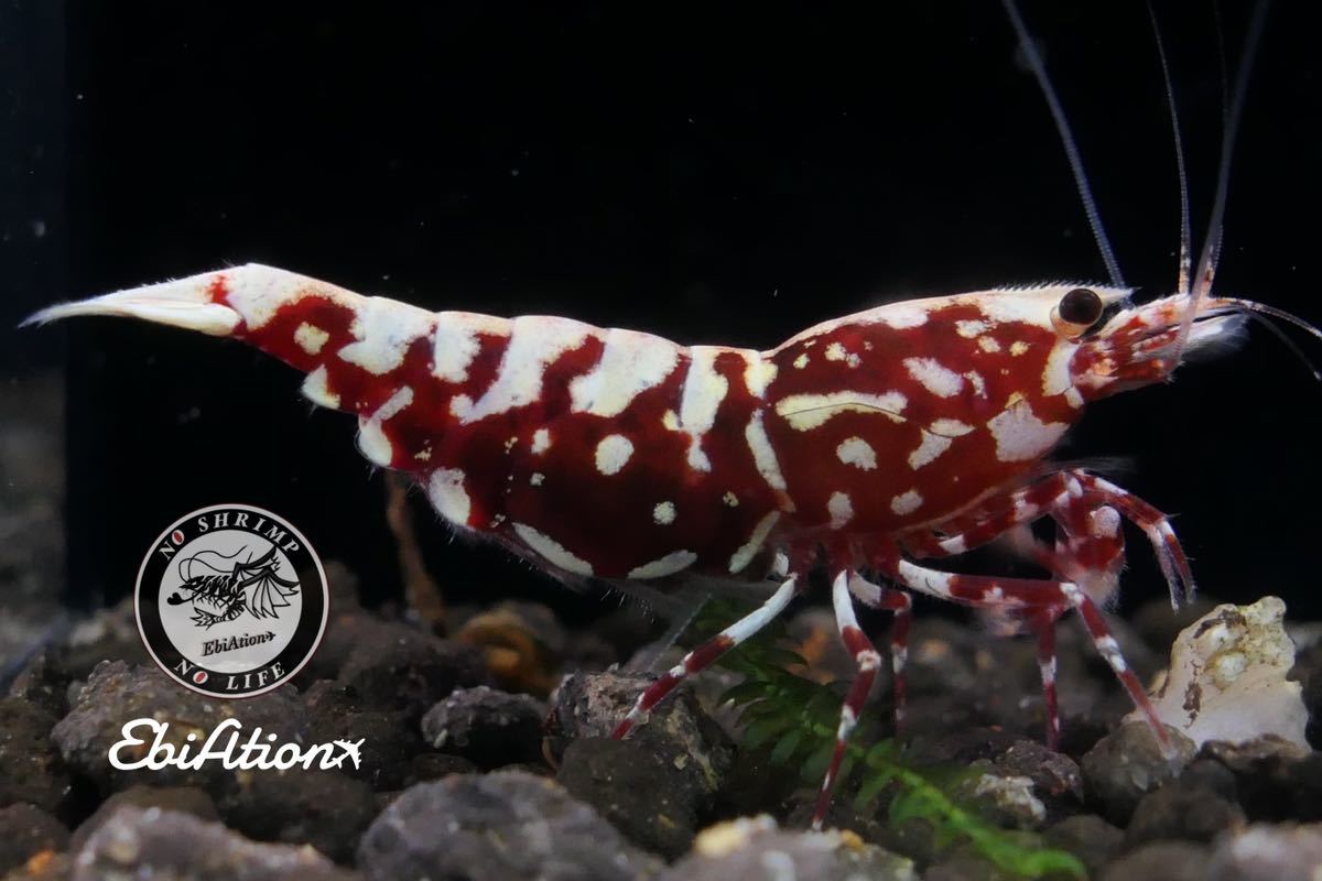 HY Shrimp レッドギャラクシーフィッシュボーン 抱卵雌 1匹