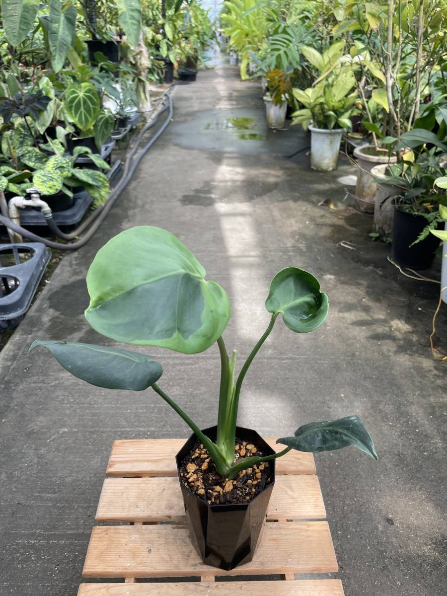モンステラ・デリシオサ・グリーンゴースト ☆ MONSTERA DERICIOSA