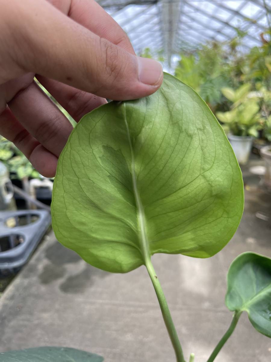 モンステラ・デリシオサ・グリーンゴースト ☆ MONSTERA DERICIOSA