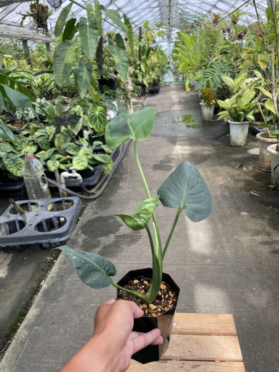 モンステラ・デリシオサ・グリーンゴースト ☆ MONSTERA DERICIOSA