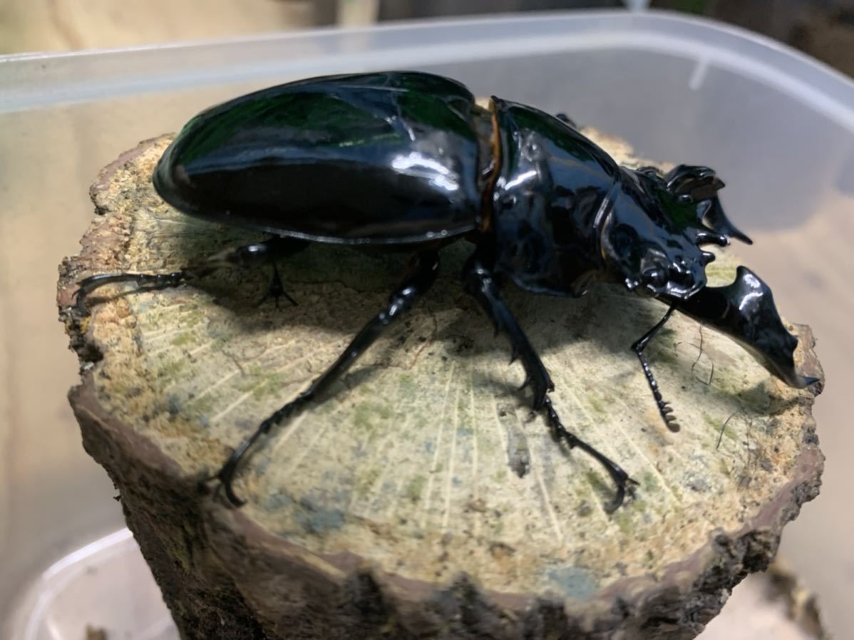 ミラビリスノコギリクワガタ ペア 新成虫☆ミラビリスノコギリクワガタ