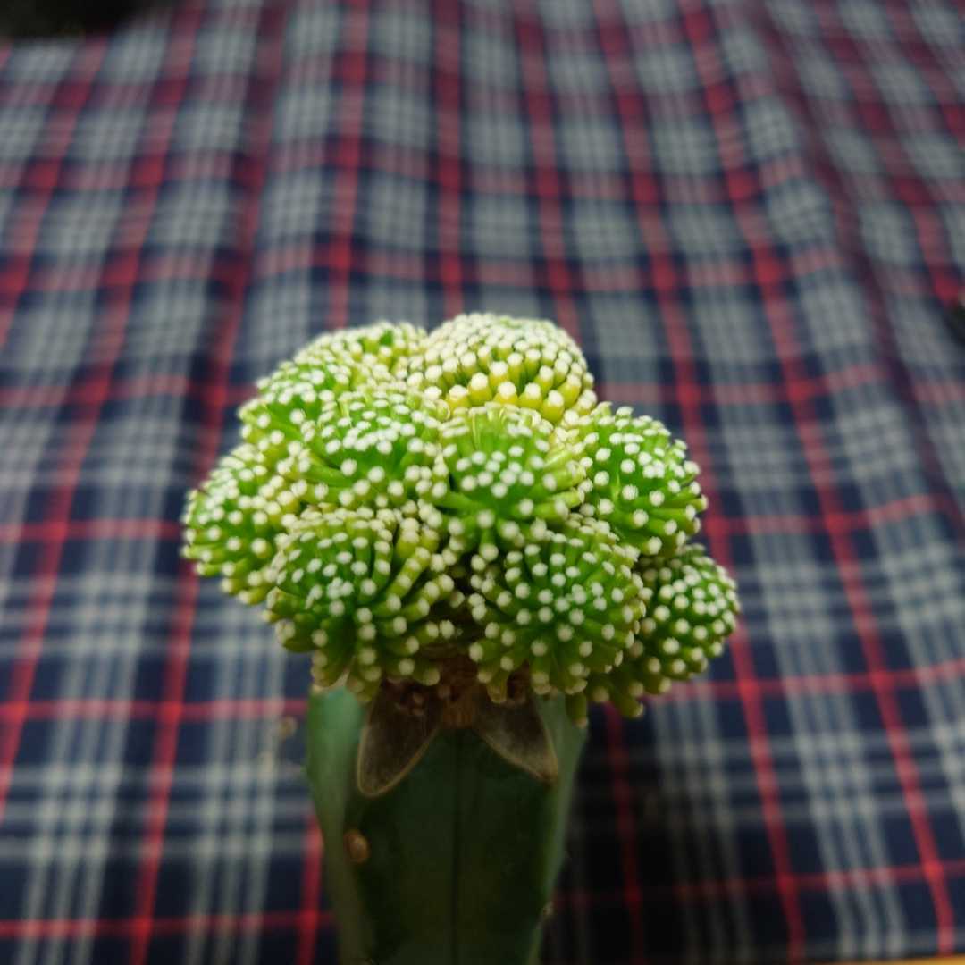 マミラリア サボテン Mammillaria | ルエッティ luethyi plants MARU