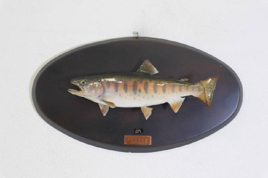 高価 魚剥製天然2種セット 置物 Baler Gov Ph