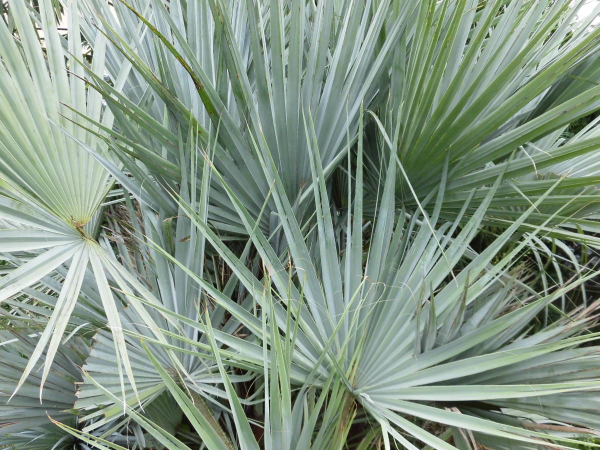 ブラヘア アルマータ K 特白個体 観葉植物 ブラヘア アルマータ G 特白個体