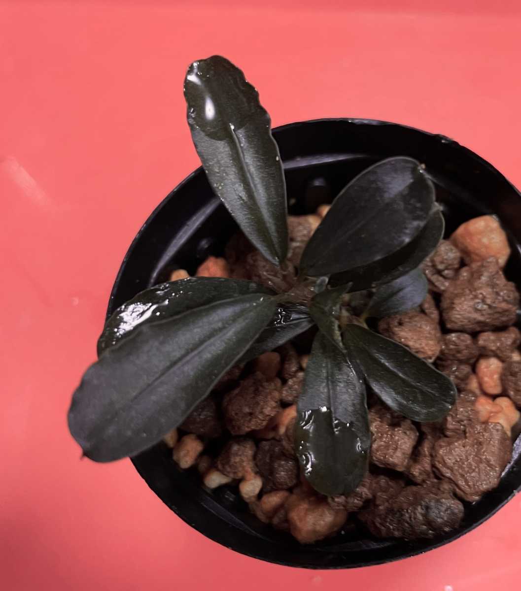 Bucephalandra sp/